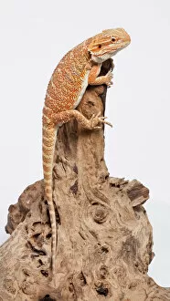 Central inland yellow headed bearded dragon