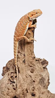 Images Dated 23rd April 2008: Central / Inland / Yellow-headed Bearded Dragon - Australia