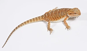 Images Dated 22nd September 2010: Central / Inland / Yellow-headed Bearded Dragon