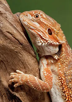 Images Dated 23rd April 2008: Central / Inland / Yellow-headed Bearded Dragon - Australia