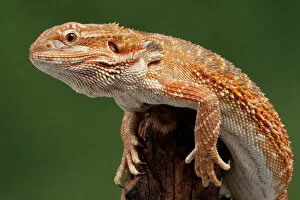 Images Dated 22nd September 2010: Central / Inland / Yellow-headed Bearded Dragon