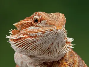 Dragon Prints: Central / Inland / Yellow-headed Bearded Dragon - Australia