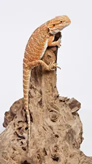 Dragon Prints: Central / Inland / Yellow-headed Bearded Dragon - Australia