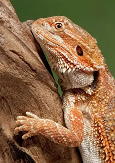 Dragon Prints: Central / Inland / Yellow-headed Bearded Dragon - Australia
