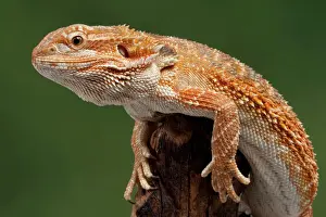 Dragon Prints: Central / Inland / Yellow-headed Bearded Dragon - Australia