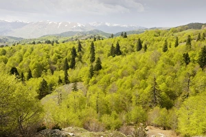 Montane Collection: The central Pindos Mountains in spring, looking north from the Katara Pass over forests of Beech