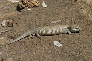 Deserts Collection: Centralian Blue Tongue Skink - Somewhat aggressive and when threatened will thrust out its blue