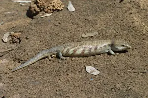 Deserts Prints: Centralian Blue Tongue Skink - Somewhat aggressive and when threatened will thrust out its blue tongue