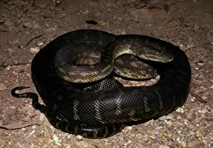 Pythons Prints: Centralian carpet python - has heat sensory pits. Can reach 2. 5 metres