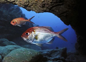 Abyssal Gallery: Centroberyx affinis, Redfish, inside underwater