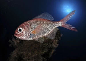 Centroberyx affinis, Redfish, swimming. Occur