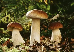 Edible Prints: Cep / Penny Bun Bolete Fungi - edible France