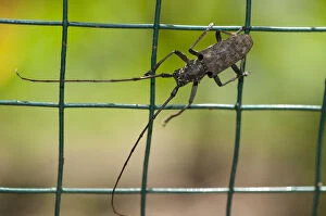 Cerambycid (aka long Horned Beetle) - on fence