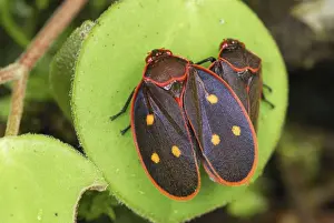 Bugs Prints: Cercopid Spittle Bug Braulio Carillo N. P. Costa Rica