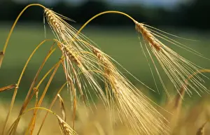 Barley Prints: Cereal-Barley