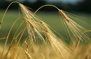 Cereal - Barley sheaf