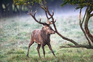 Images Dated 25th September 2006: cerf elaphe male
