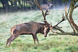 Images Dated 25th September 2006: cerf elaphe male