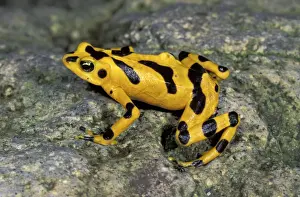 Panama Prints: Cerro Campana Stubfoot Toad / Golden Arrow Poison Frog - El Valle de Anton - Panama