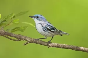 Images Dated 27th May 2010: Cerulean Warbler on breeding terriroty in spring
