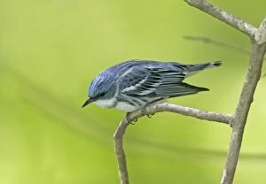 Images Dated 13th May 2005: Cerulean Warbler Connecticut, USA