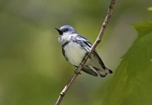 Images Dated 13th May 2005: Cerulean Warbler Connecticut, USA