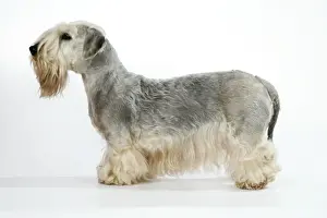Cesky Terrier