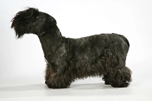 Cesky Terrier