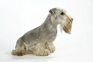 Cesky Terrier
