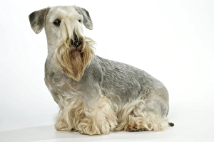 Cesky Terrier