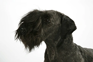 Cesky Terrier