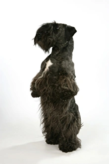Cesky Terrier