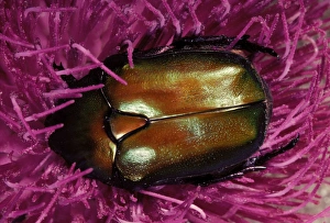 Images Dated 24th April 2007: Cetonia aurata