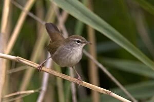 Images Dated 10th September 2007: Cetti's Warbler