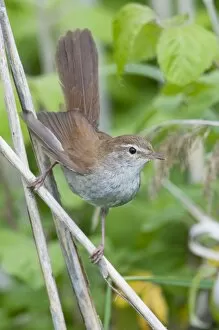 Images Dated 2nd May 2009: Cetti's Warbler