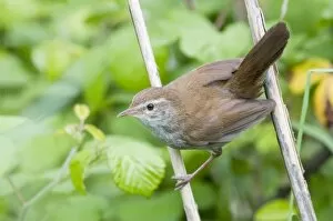 Images Dated 2nd May 2009: Cetti's Warbler