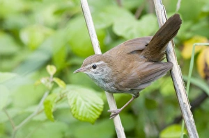 Images Dated 2nd May 2009: Cetti's Warbler