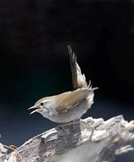 Images Dated 18th October 2005: Cettis Warbler - Displaying May