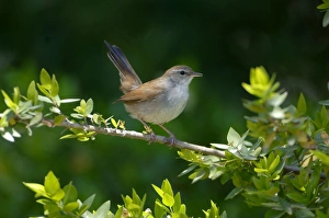 Images Dated 18th October 2005: Cettis Warbler - Displaying UK, May