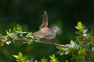 Images Dated 18th October 2005: Cettis Warbler - Displaying UK, May