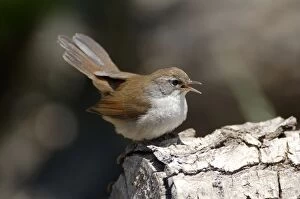 Images Dated 18th October 2005: Cettis Warbler - Displaying UK, May