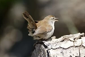 Images Dated 18th October 2005: Cettis Warbler - Displaying UK, May
