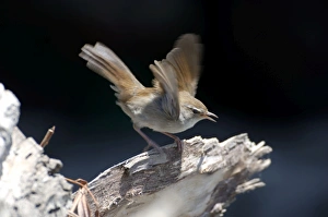 Images Dated 18th October 2005: Cettis Warbler - Displaying UK, May