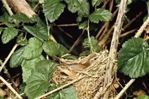Images Dated 5th August 2010: Cetti's Warbler - on nest