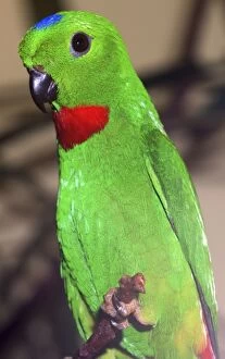Images Dated 24th April 2007: Ceylon Blue Crowned Hanging Parrot- Sri Lanka