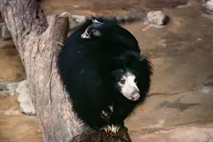 Captivity Prints: Ceylon Sloth Bear With young on back