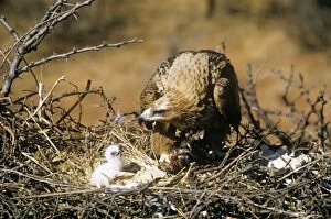CH-3818 Tawny Eagle - with chick at nest