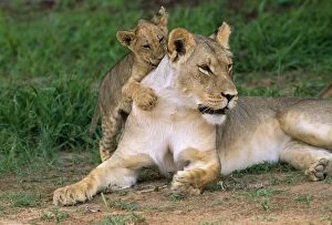 CH-4863 LION - lioness / female with cub