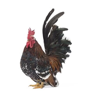 Caruncles Gallery: Chabo / Japanese bantam Chicken Cockerel / Rooster