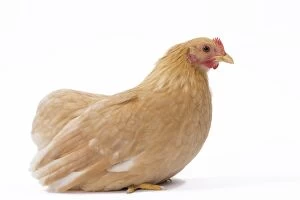 Chabo / Japanese bantam Chicken fawn without tail
